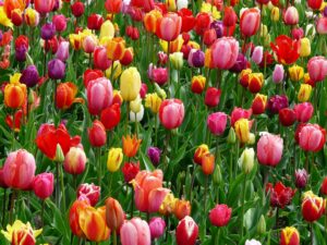 fiori